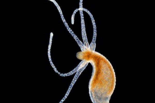 Почему не закрыт сайт кракен