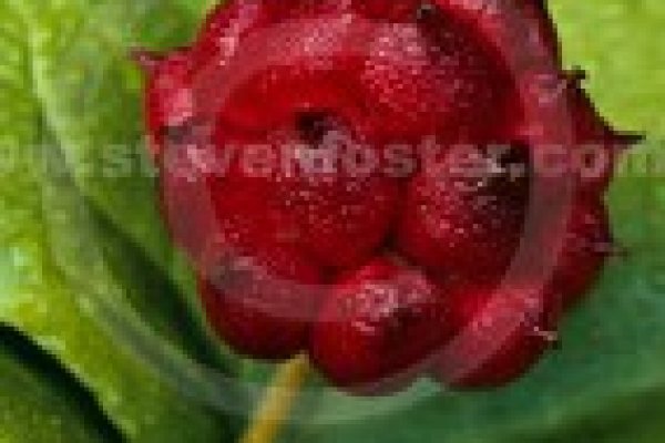 Кракен даркнет плейс